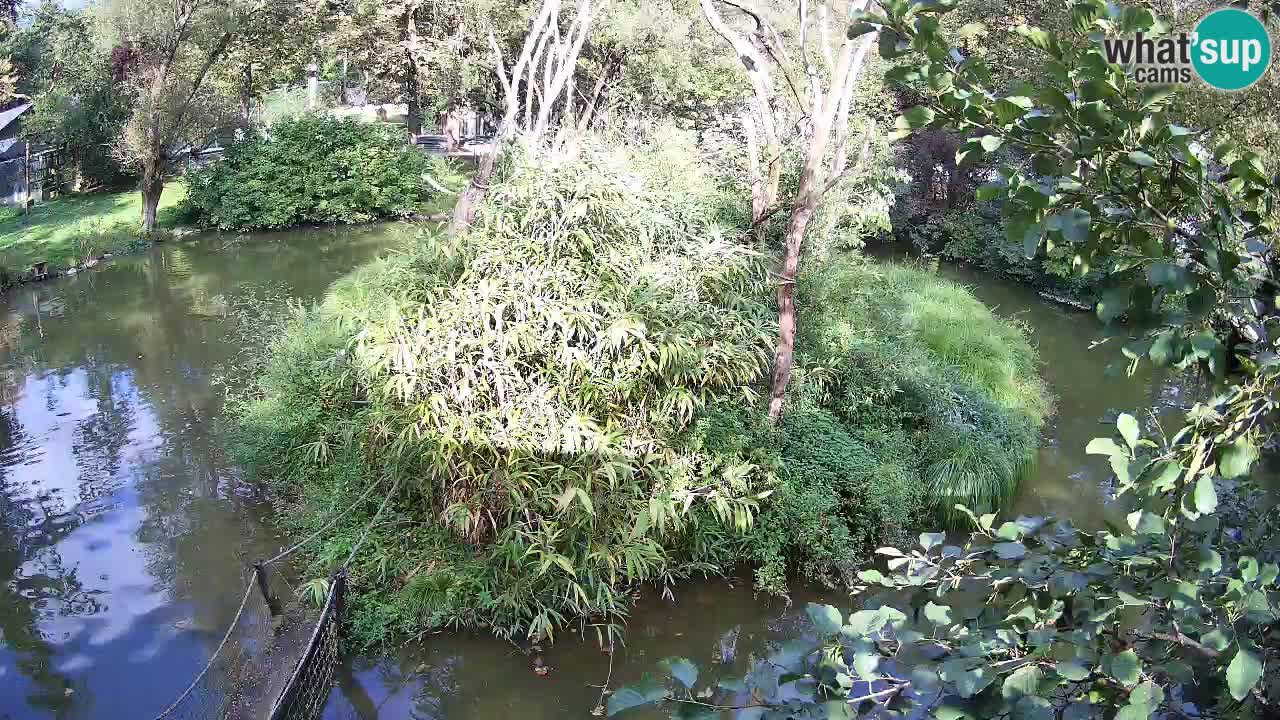 Gibon – Nomascus gabriellae – Zoo Ljubljana web kamera