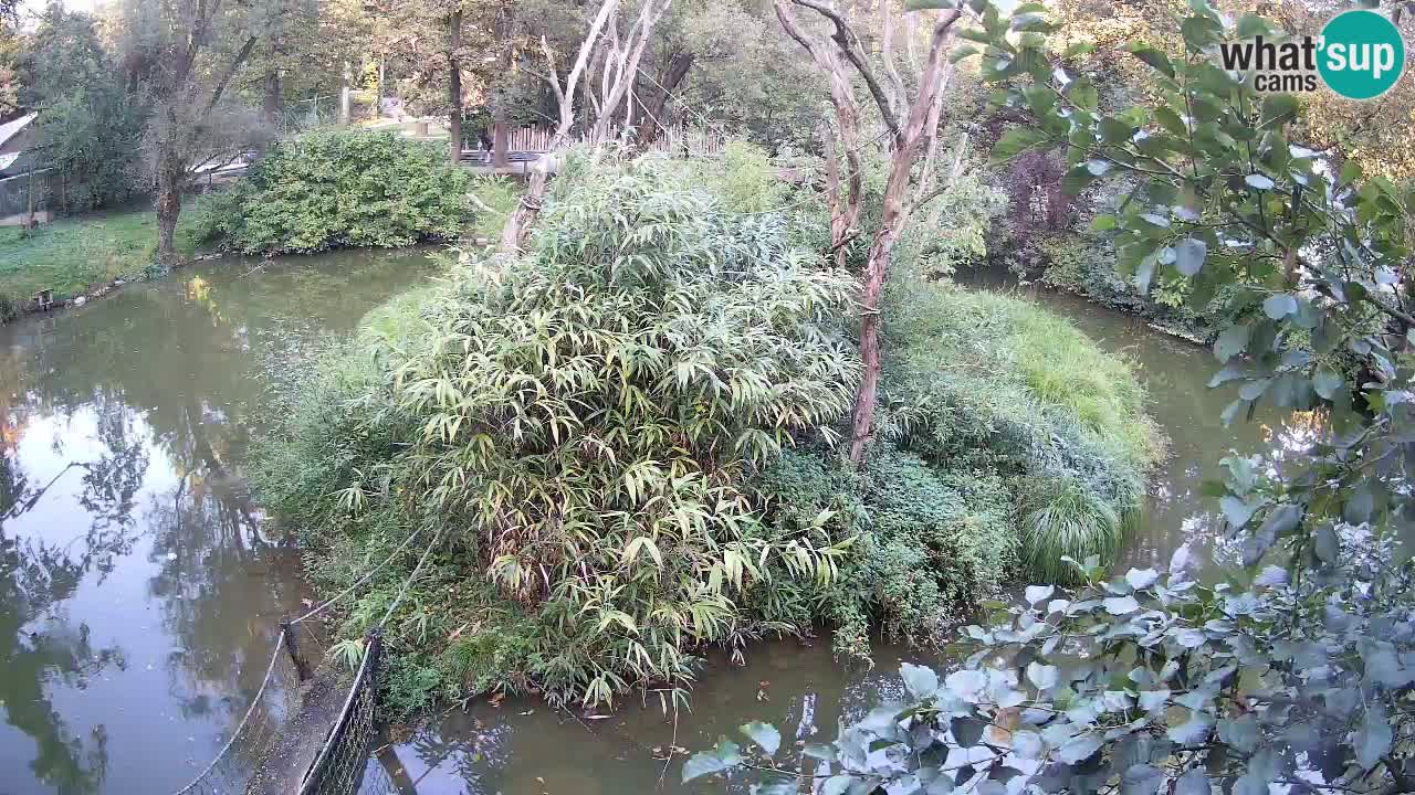 Südlicher Gelbwangen-Schopfgibbon Zoo Ljubljana webcam