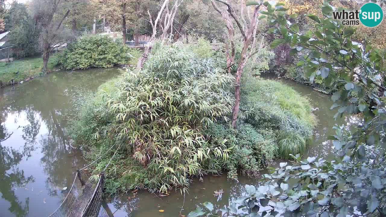 Gibbon à joues jaunes Zoo Ljubljana live cam