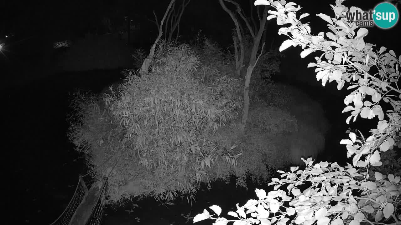 Yellow-cheeked gibbon Zoo Ljubljana livecam