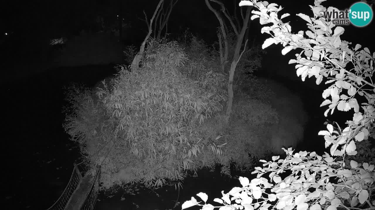 Gibbon à joues jaunes Zoo Ljubljana live cam