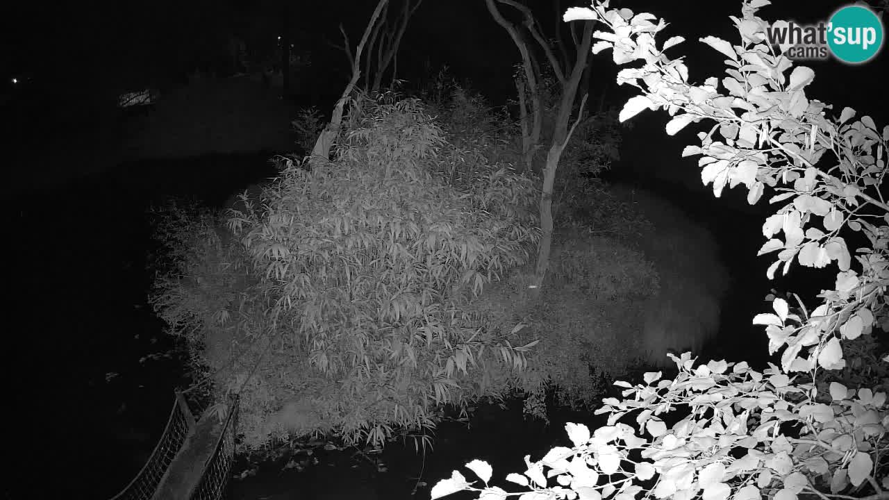 Yellow-cheeked gibbon Zoo Ljubljana livecam