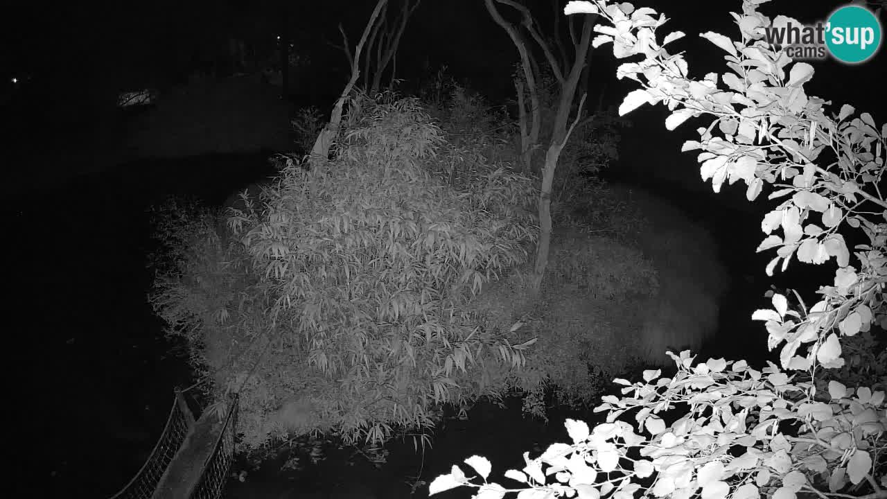 Yellow-cheeked gibbon Zoo Ljubljana livecam
