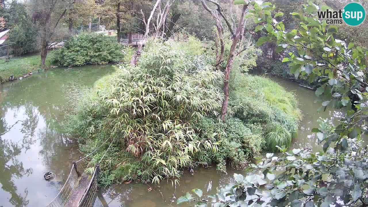 Gibbon à joues jaunes Zoo Ljubljana live cam