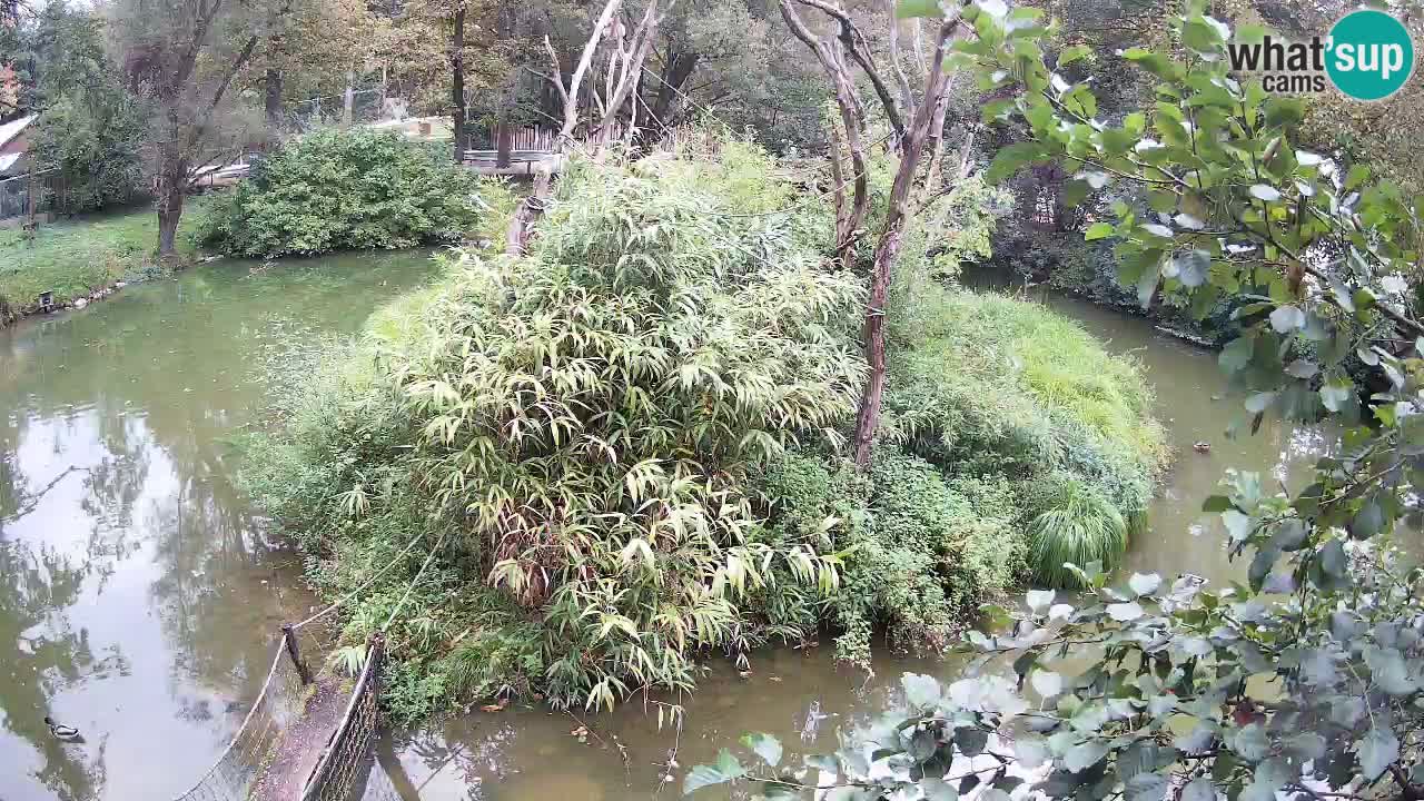 Zlatolični gibon živalski vrt Ljubljana