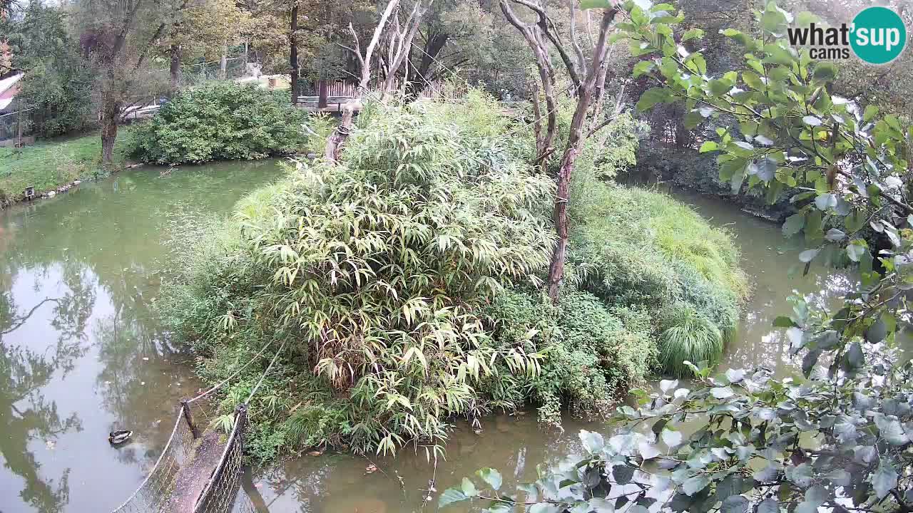 Zlatolični gibon živalski vrt Ljubljana