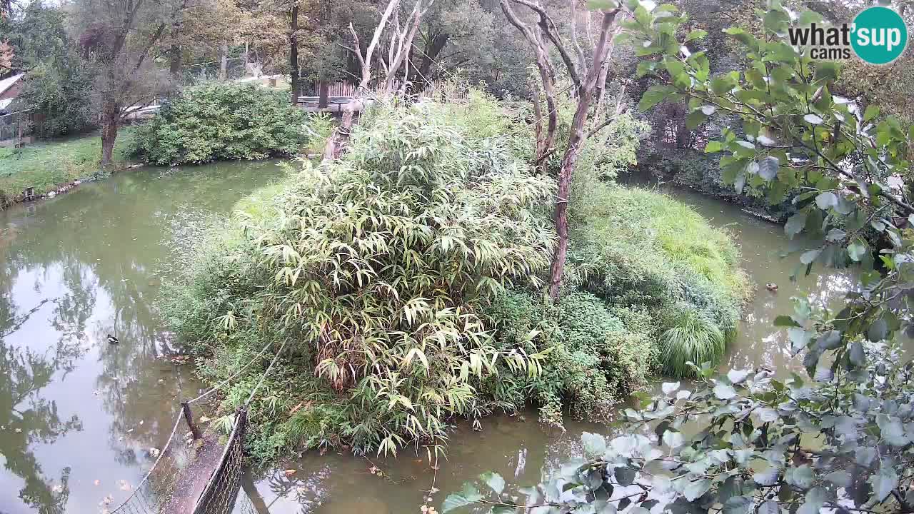 Yellow-cheeked gibbon Zoo Ljubljana livecam