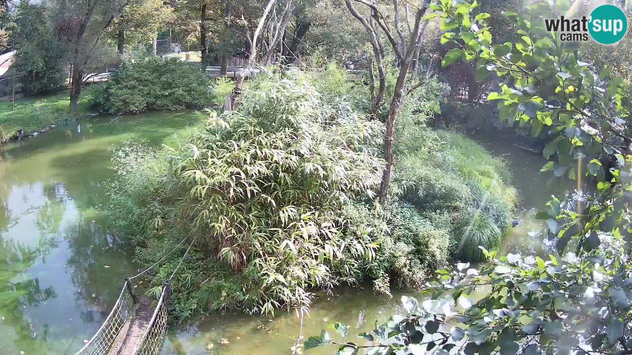 Zlatolični gibon živalski vrt Ljubljana