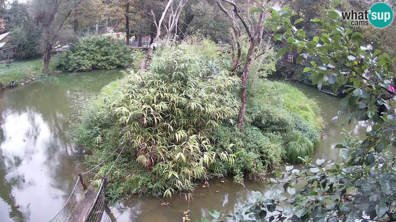 Gibbon à joues jaunes Zoo Ljubljana live cam
