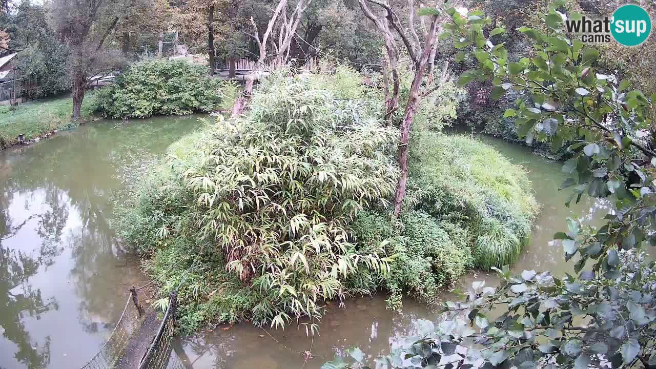 Gibbon à joues jaunes Zoo Ljubljana live cam