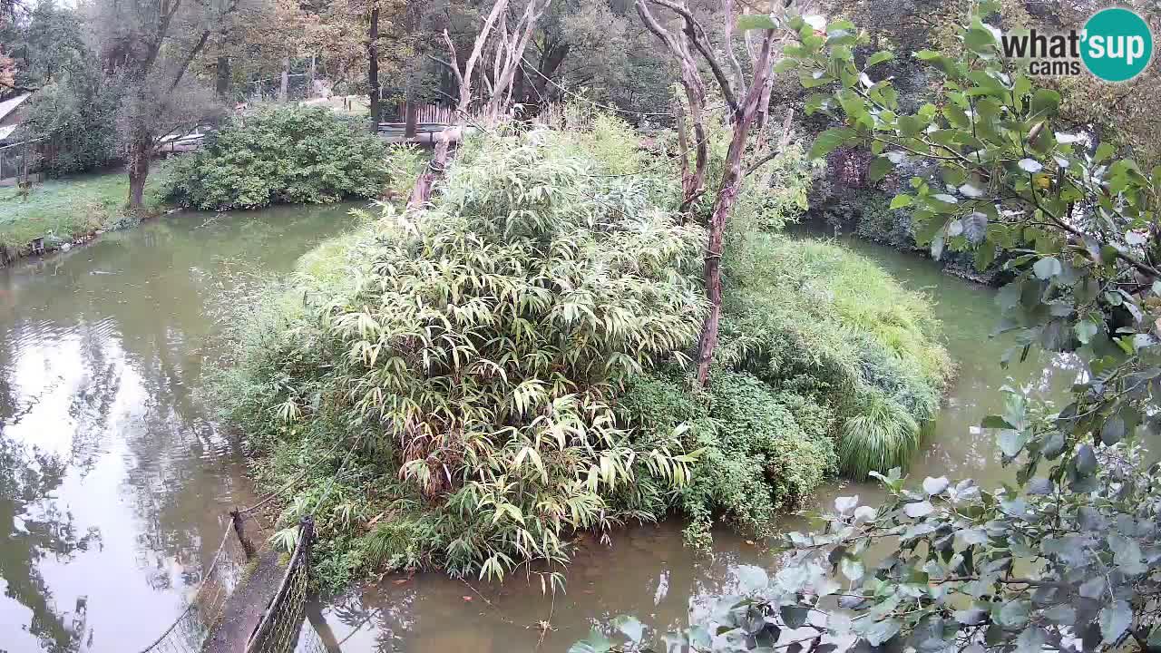 Yellow-cheeked gibbon Zoo Ljubljana livecam