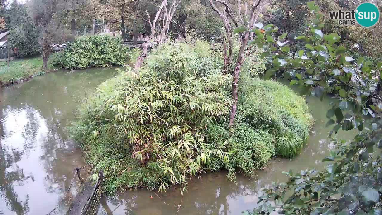 Gibbon à joues jaunes Zoo Ljubljana live cam