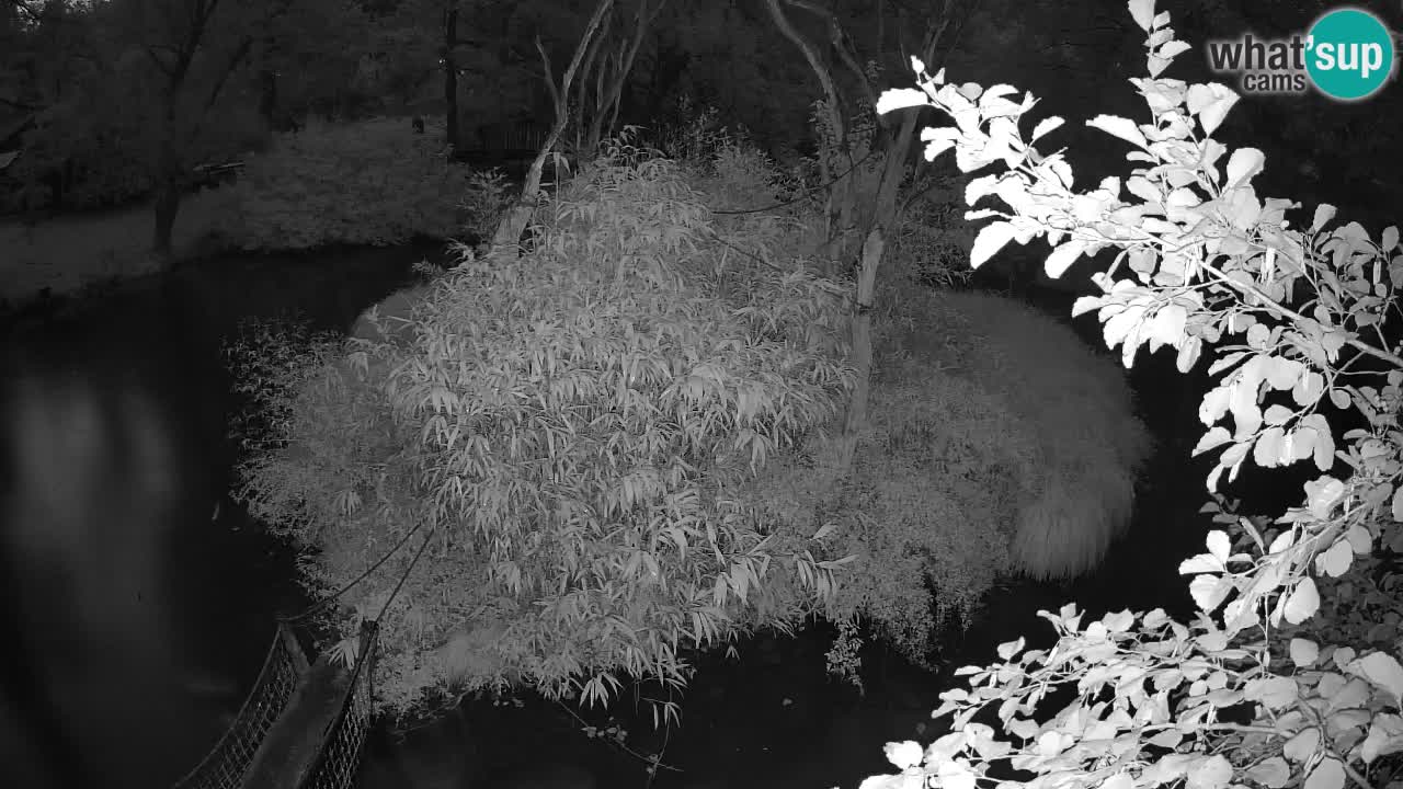 Yellow-cheeked gibbon Zoo Ljubljana livecam