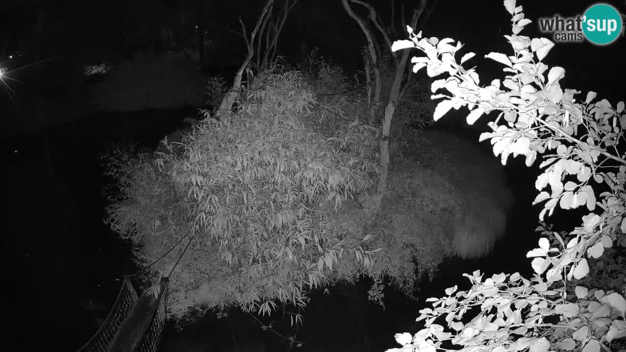 Gibbon à joues jaunes Zoo Ljubljana live cam