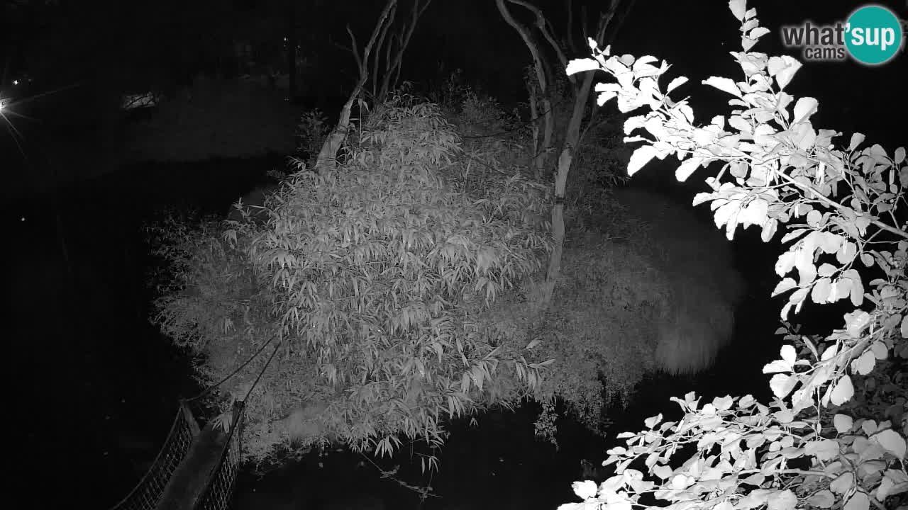Yellow-cheeked gibbon Zoo Ljubljana livecam