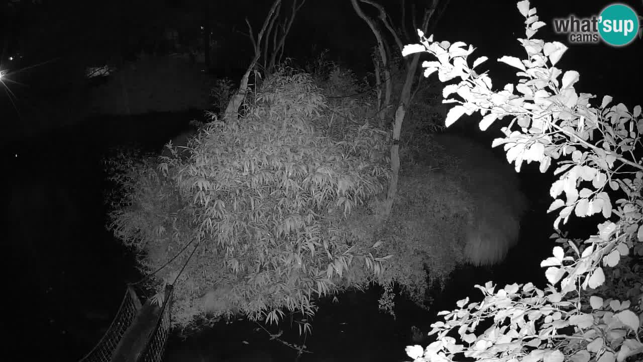 Gibon – Nomascus gabriellae – Zoo Ljubljana web kamera