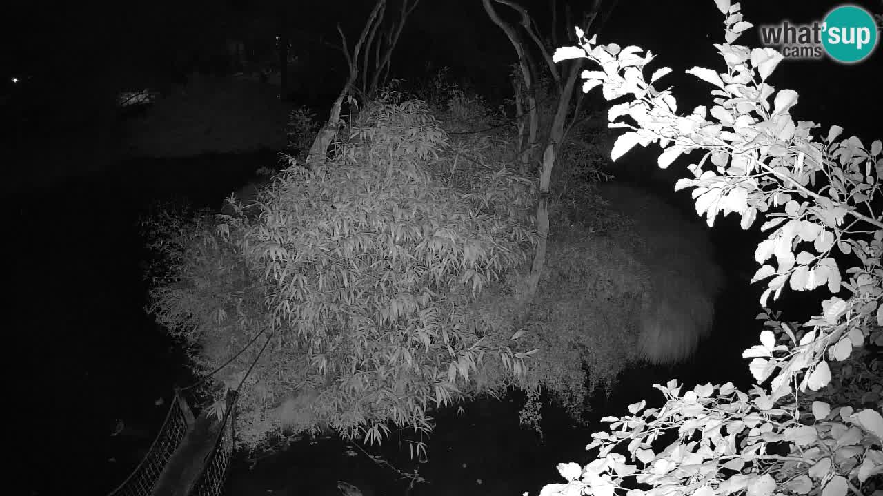 Gibbon à joues jaunes Zoo Ljubljana live cam