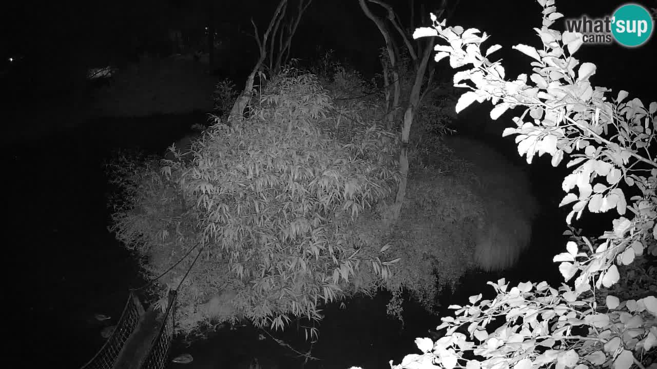 Yellow-cheeked gibbon Zoo Ljubljana livecam