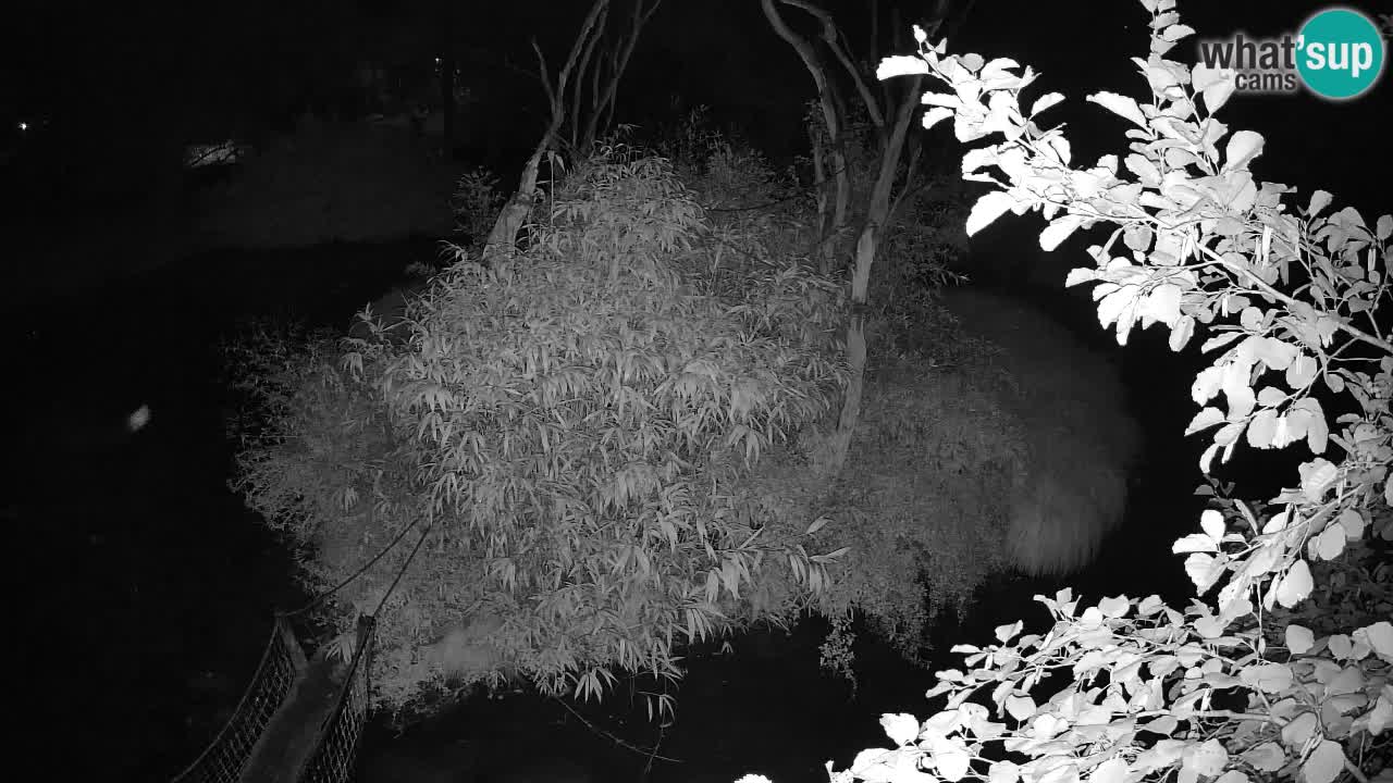 Südlicher Gelbwangen-Schopfgibbon Zoo Ljubljana webcam