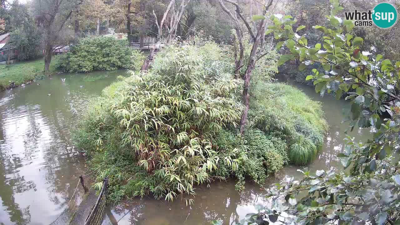 Yellow-cheeked gibbon Zoo Ljubljana livecam