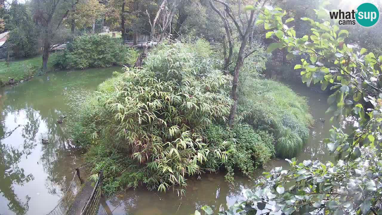 Yellow-cheeked gibbon Zoo Ljubljana livecam