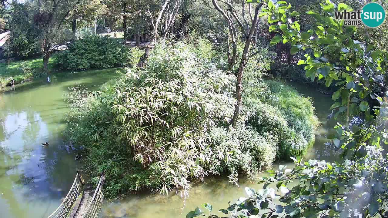 Gibon – Nomascus gabriellae – Zoo Ljubljana web kamera