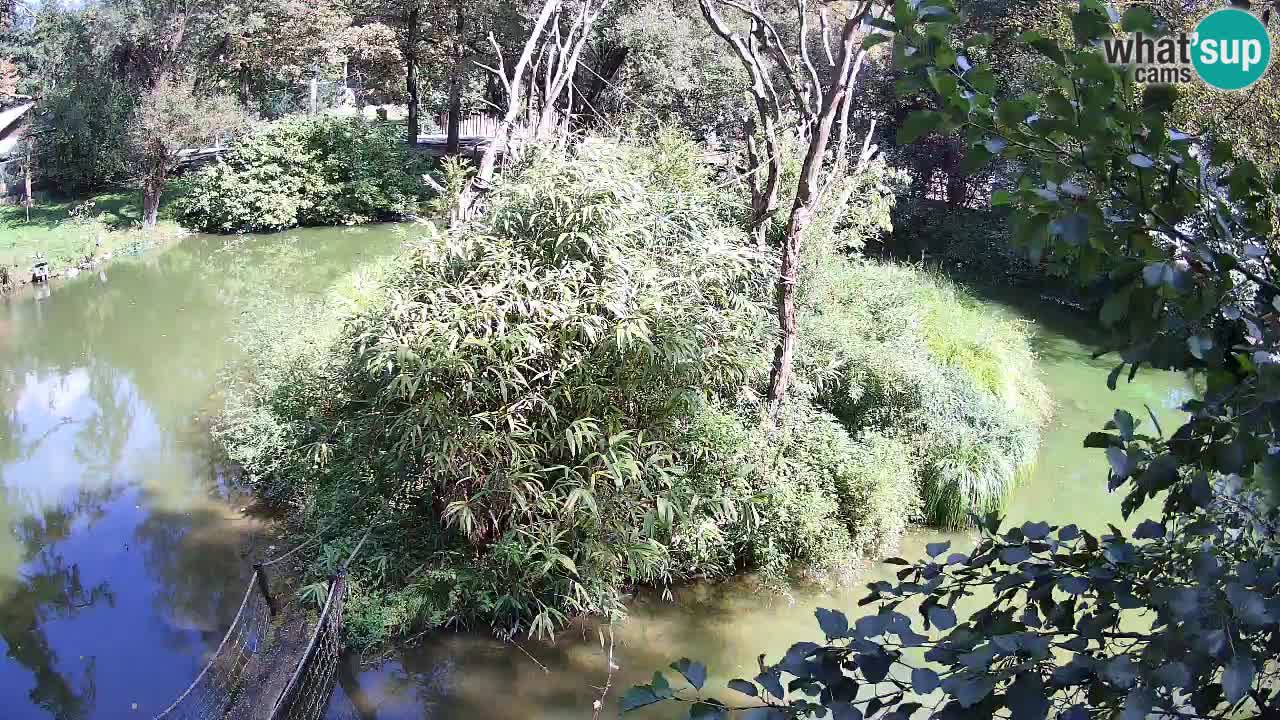 Gibbon à joues jaunes Zoo Ljubljana live cam