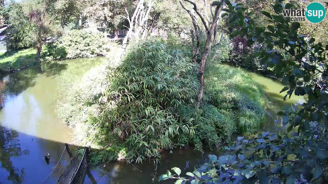 Gibbon à joues jaunes Zoo Ljubljana live cam