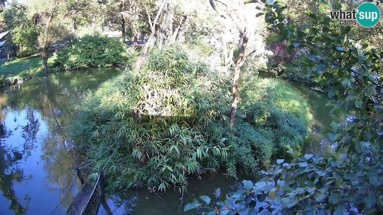 Yellow-cheeked gibbon Zoo Ljubljana livecam