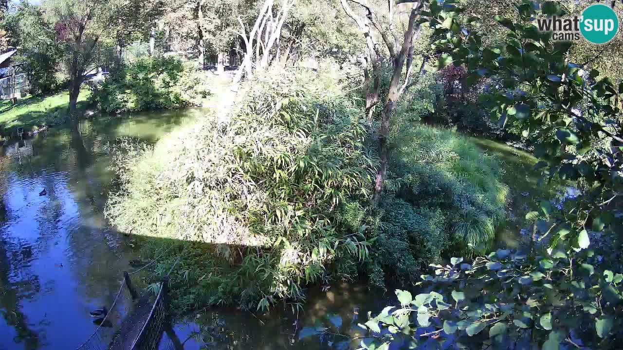 Yellow-cheeked gibbon Zoo Ljubljana livecam