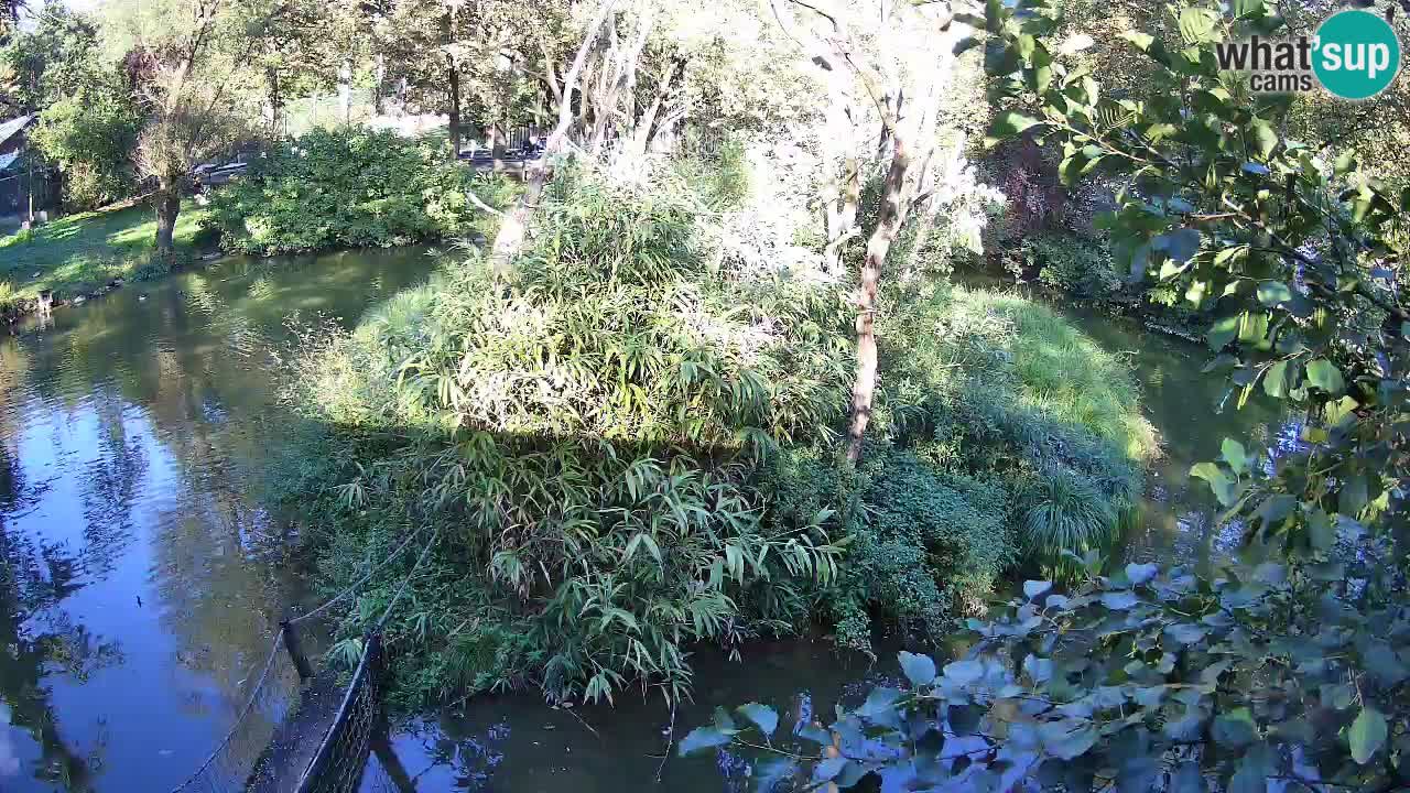 Südlicher Gelbwangen-Schopfgibbon Zoo Ljubljana webcam