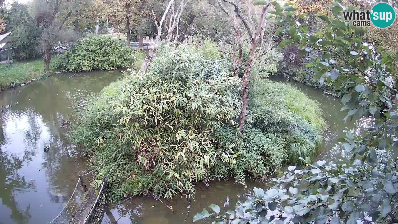 Südlicher Gelbwangen-Schopfgibbon Zoo Ljubljana webcam