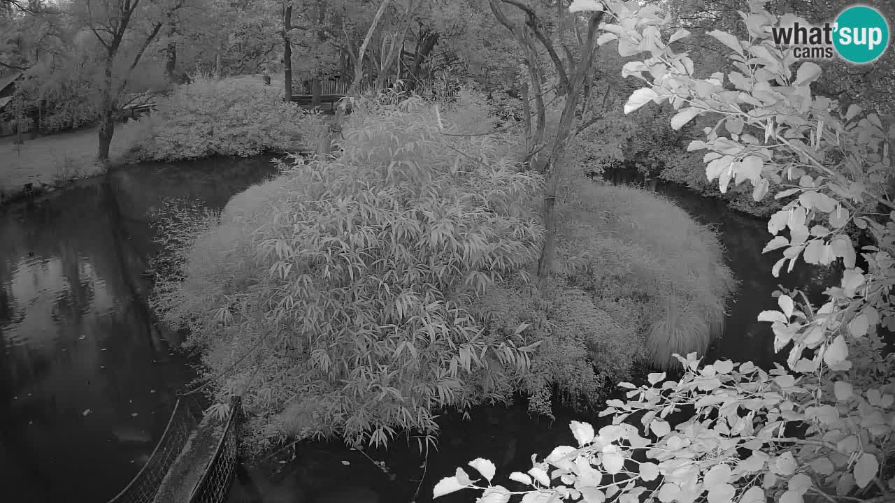 Südlicher Gelbwangen-Schopfgibbon Zoo Ljubljana webcam