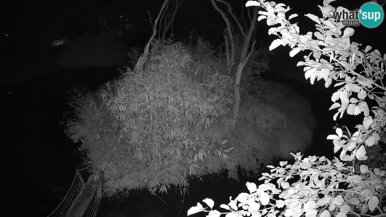 Gibbon à joues jaunes Zoo Ljubljana live cam