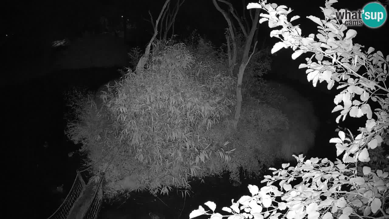 Gibon – Nomascus gabriellae – Zoo Ljubljana web kamera