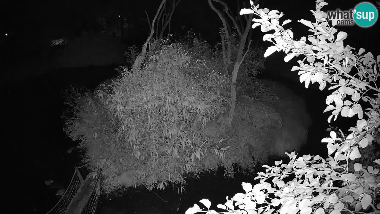 Südlicher Gelbwangen-Schopfgibbon Zoo Ljubljana webcam