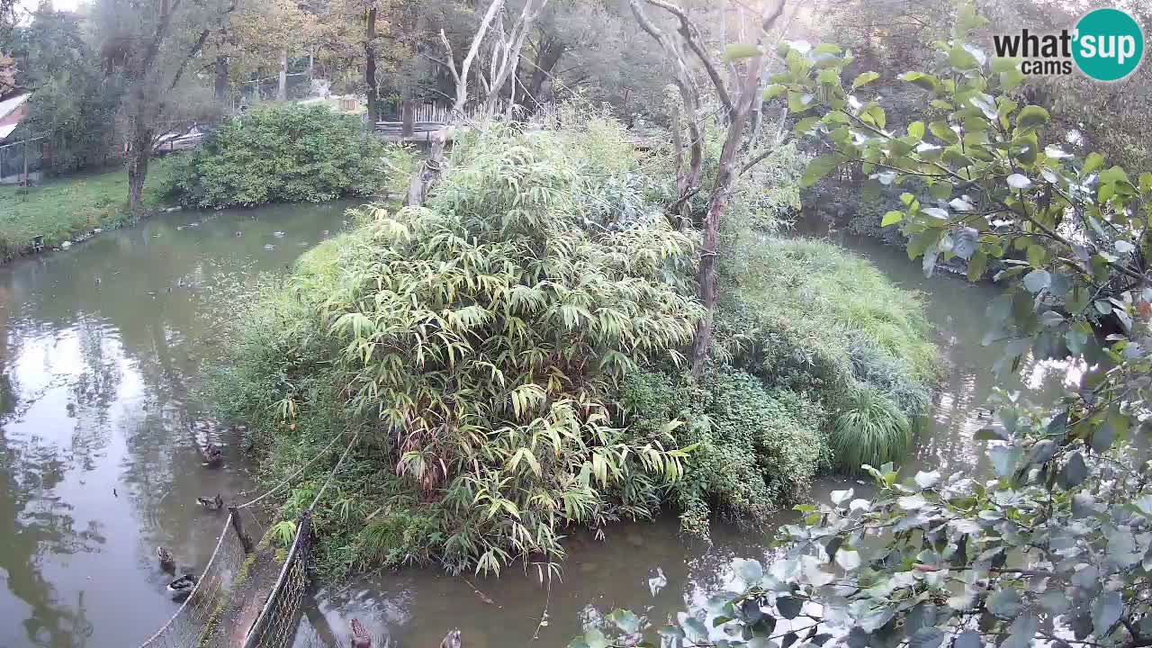 Gibon – Nomascus gabriellae – Zoo Ljubljana web kamera