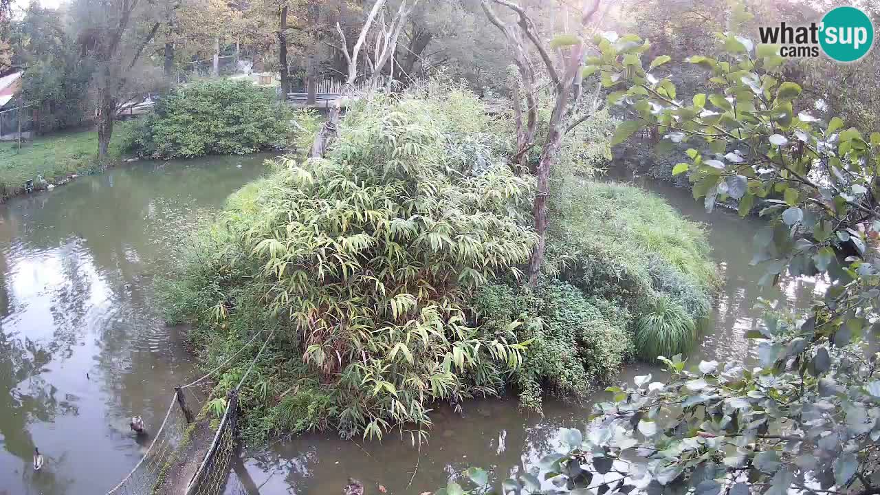 Gibon – Nomascus gabriellae – Zoo Ljubljana web kamera
