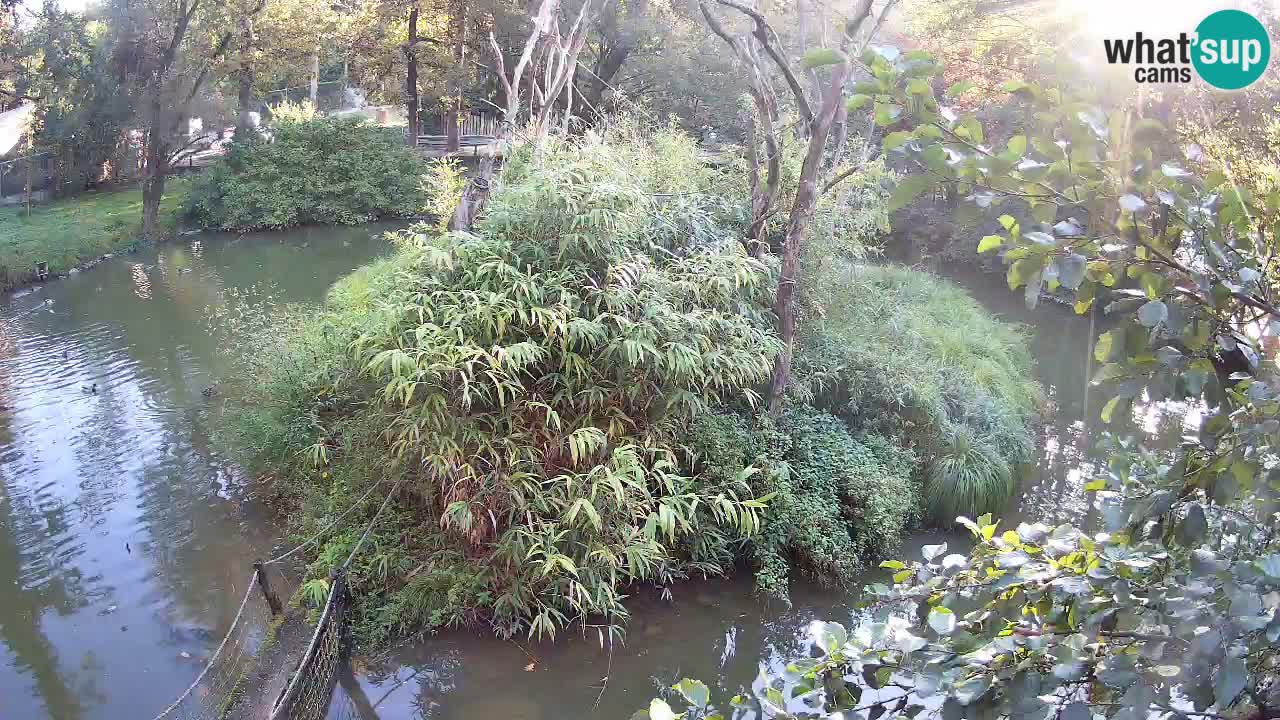 Yellow-cheeked gibbon Zoo Ljubljana livecam