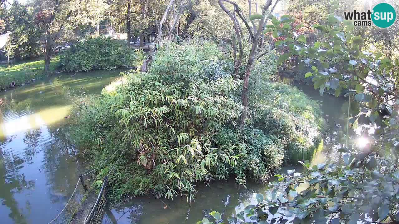 Südlicher Gelbwangen-Schopfgibbon Zoo Ljubljana webcam