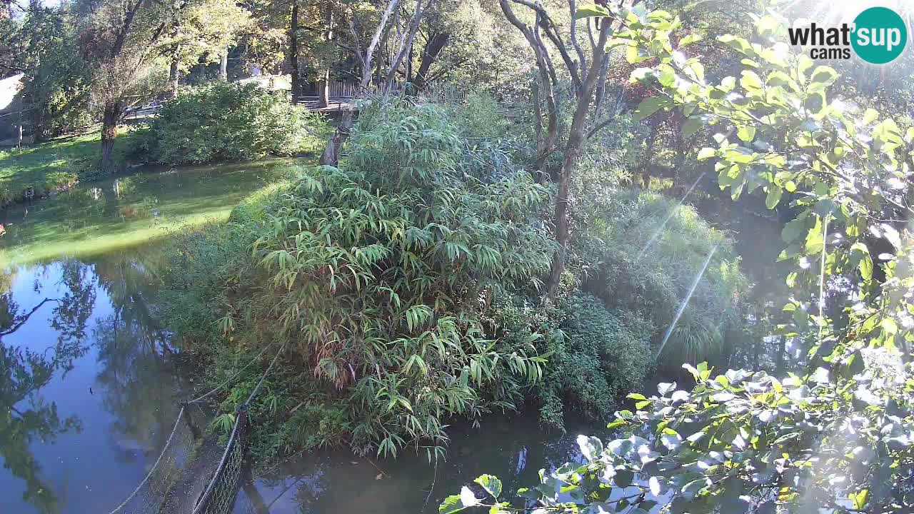 Gibbon à joues jaunes Zoo Ljubljana live cam