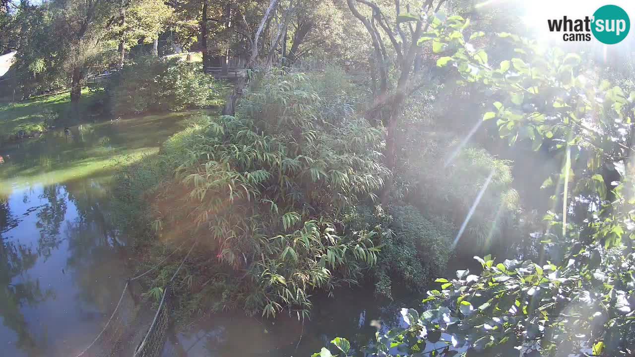 Gibbon à joues jaunes Zoo Ljubljana live cam