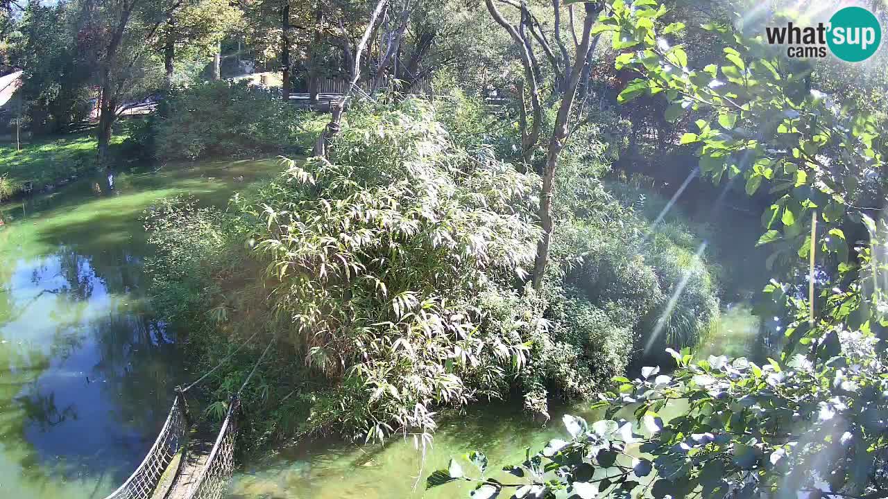 Südlicher Gelbwangen-Schopfgibbon Zoo Ljubljana webcam