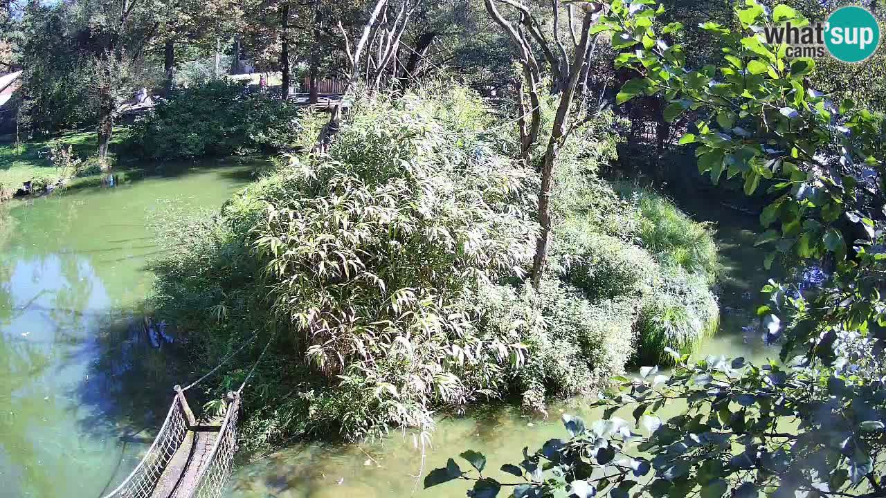 Gibbone dalle guance rosa nello ZOO di Ljubljana