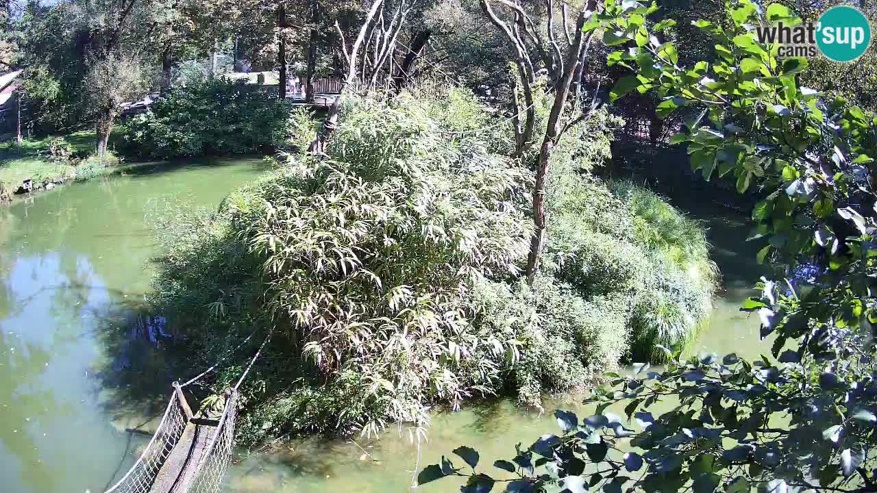 Gibbone dalle guance rosa nello ZOO di Ljubljana