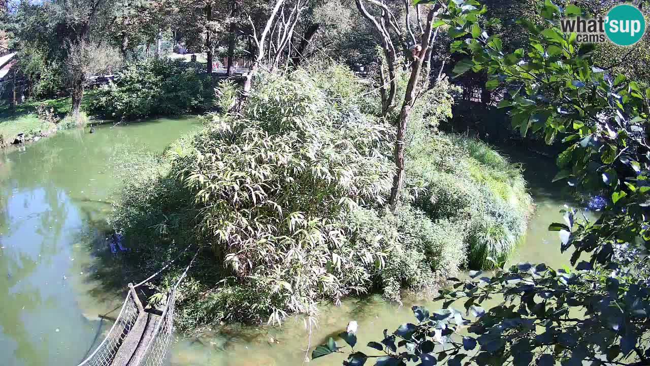 Yellow-cheeked gibbon Zoo Ljubljana livecam