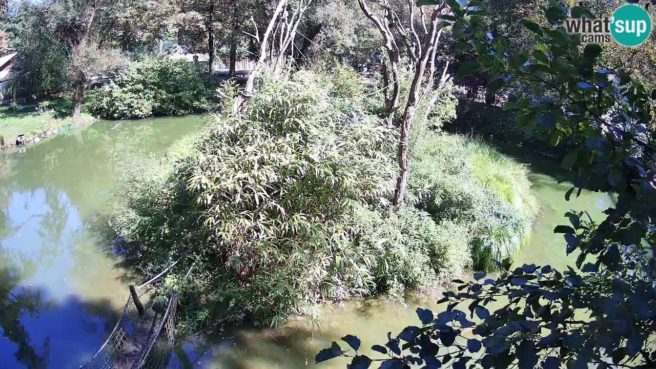 Gibbon à joues jaunes Zoo Ljubljana live cam