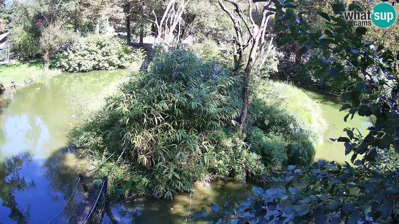 Südlicher Gelbwangen-Schopfgibbon Zoo Ljubljana webcam