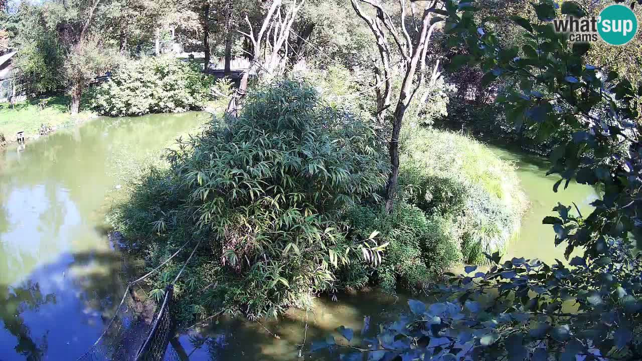 Gibon – Nomascus gabriellae – Zoo Ljubljana web kamera