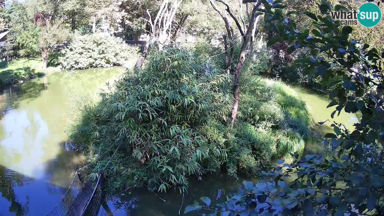 Südlicher Gelbwangen-Schopfgibbon Zoo Ljubljana webcam